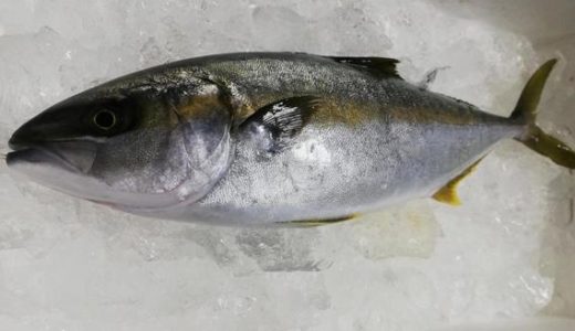 妊娠中(妊婦)にもヒラマサは食べられるオススメの魚!水銀量･刺身は危険?