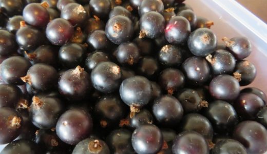 カシスは生食できるの?目の疲労感や筋肉の疲労感が気になる人におすすめ?