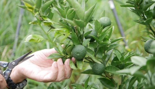 すだちとかぼすの違いとは?サンマにかけるならどっち?それぞれの特徴を解説 