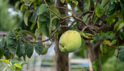 かりんシロップを氷砂糖で作る方法とは?かりんの持つ素晴らしい効果を解説