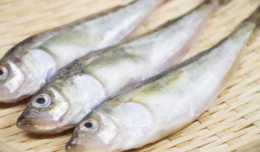 妊娠中(妊婦)にハタハタは食べられるオススメ魚!水銀の危険性･栄養は?