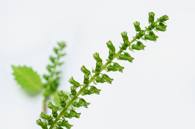 しその実は生でたべても大丈夫?しその花も食べることができるって本当?使い方は? | | お役立ち!季節の耳より情報局