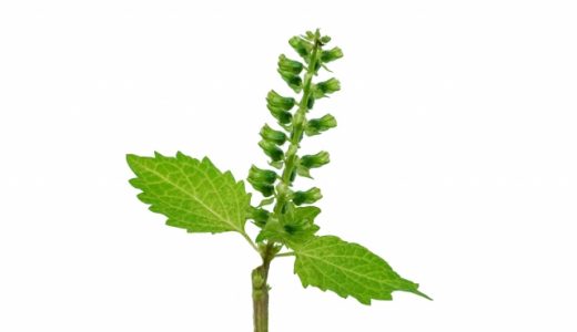 しその実の食べ方とは?花も食べることができるって本当?驚くべき健康効果とは