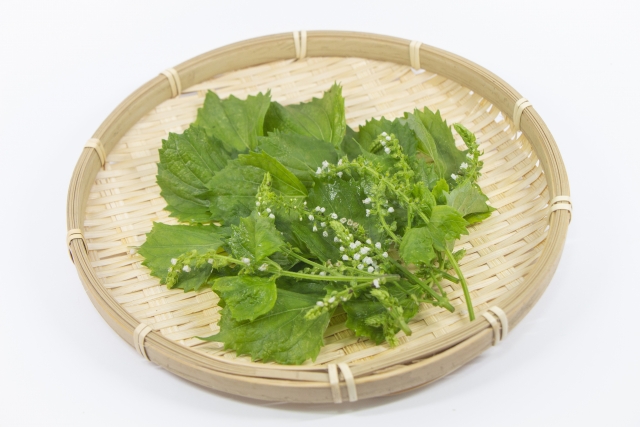 しその実は生でたべても大丈夫 しその花も食べることができるって本当 使い方は お役立ち 季節の耳より情報局