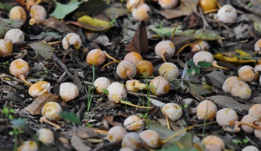 ぎんなんを食べ過ぎるとどうなる？食べ過ぎで起こる症状や対処法など