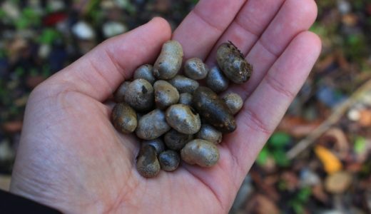 むかごご飯が苦い!苦味の原因は何?おすすめの調理法は?生で食べることもできる?