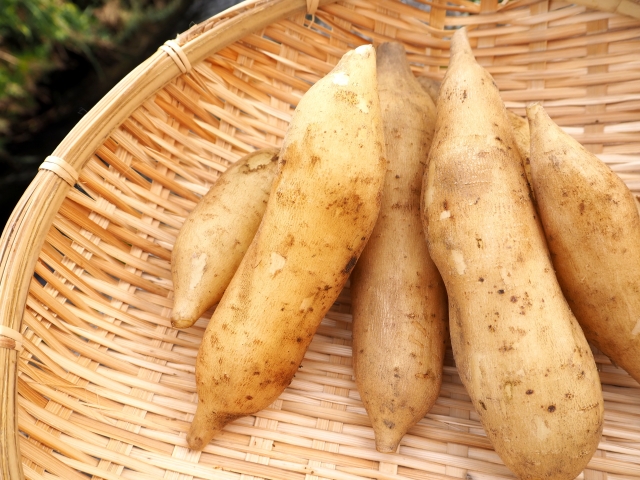 ヤーコンはまずい どんな味 妊娠中に食べるのがオススメ 気になる栄養素や保存方法 お役立ち 季節の耳より情報局