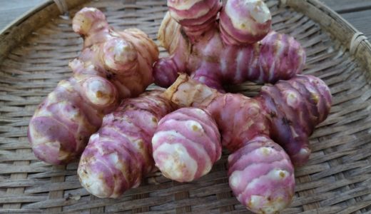 菊芋が緑になったけど大丈夫?ピンク色になった場合は?適切な保存方法を解説