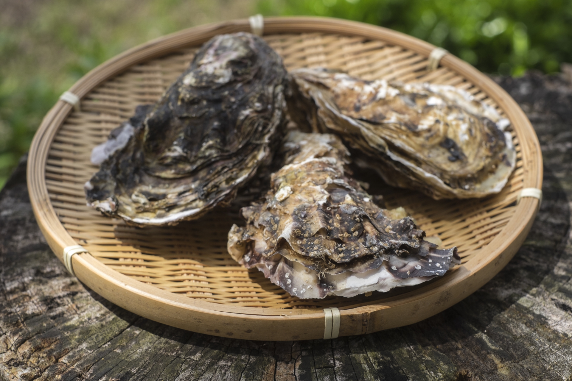 牡蠣を毎日食べると効果は 食べ過ぎは体に悪い 気持ち悪い時の対処法は お役立ち 季節の耳より情報局