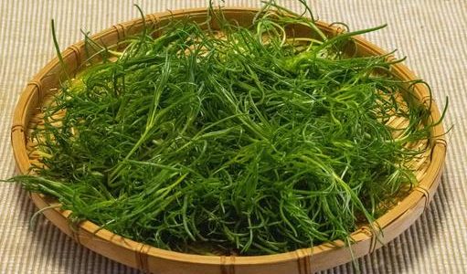 おかひじきは妊娠中(妊婦)にもオススメ野菜!栄養価･効果･レシピは?