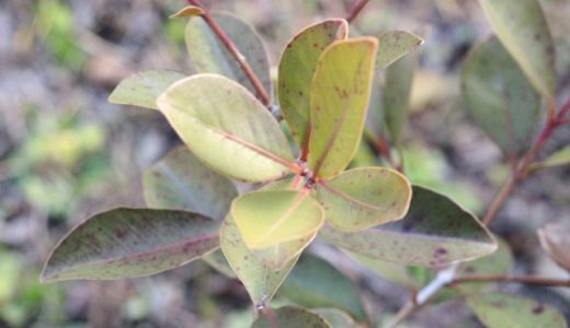 グァバ茶の味は?飲むことで得られる効果とは?オススメの飲み方や栄養価を解説