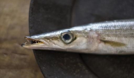 妊娠中(妊婦)でもカマスは食べられる魚?水銀は危険?栄養･効果は?