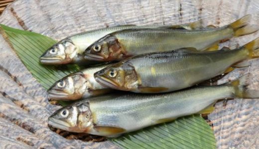 ニシンは妊娠中(妊婦)にオススメ魚!危険性･影響はない?栄養･効果は?