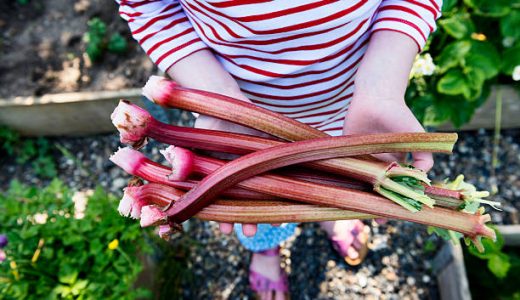 ルバーブは妊娠中(妊婦)でも食べられる?子宮収縮の危険性･授乳中もダメ?