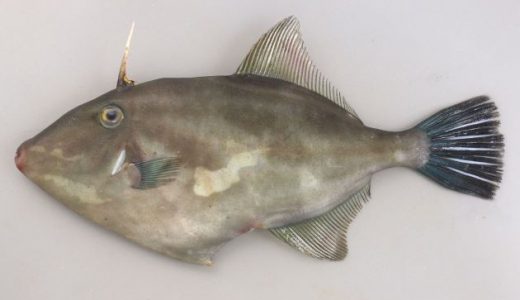 ウマズラハギが臭い!カワハギ等の魚が臭い原因は腸に?臭いを取る方法は?