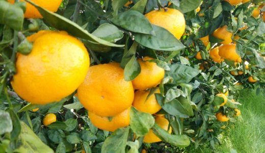 青島みかんがまずいといわれる原因は?とっても美味しい温州みかんの選び方