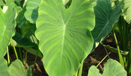 京芋の保存方法・日持ちは？海老芋との違い・食べ方やレシピも解説