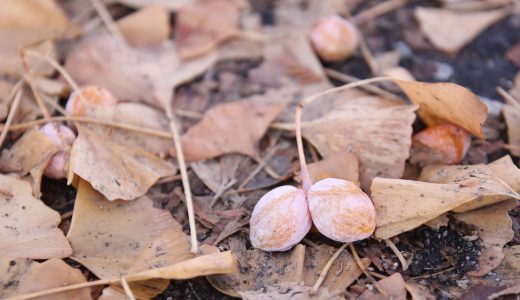 ぎんなんは何個まで食べていい?妊婦や子供が食べても大丈夫?