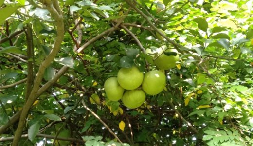 ポメロと文旦の違いは?特徴・栄養価・食べ方・旬の時期を解説!