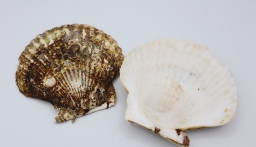 ホタテのウロ(黒い部分)を食べても大丈夫？食べたらどうなる？取り方も解説！