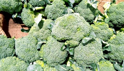 ブロッコリーの選び方!紫色のものがおすすめ?色の違いや茎の見方