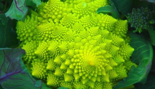 ロマネスコの食べ方!生で食べることができるって本当?切り方や茹で方を解説