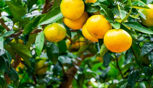 紅まどんなってどんなみかん？媛まどんな・愛果との違いは？糖度も比較