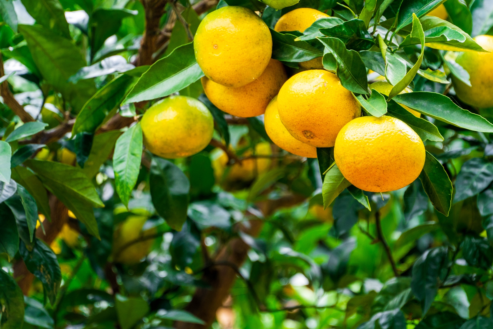 紅まどんなってどんなみかん 媛まどんな 愛果との違いは 糖度も比較 お役立ち 季節の耳より情報局