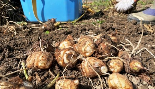 ヤーコンを食べて下痢に…食べ過ぎはNG？ヤーコンの栄養や効果効能を解説！