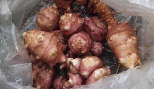 菊芋は腎臓に悪いって本当?むしろ腎臓に良い?イヌリンの腎臓への効果とは?