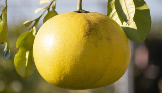 晩白柚の味はどんな感じ?皮も食べることができる?美味しく食べるアレンジレシピ