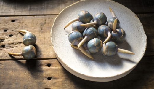 くわいはどんな味?食感は?お正月に食べる意味や食べ方もご紹介!