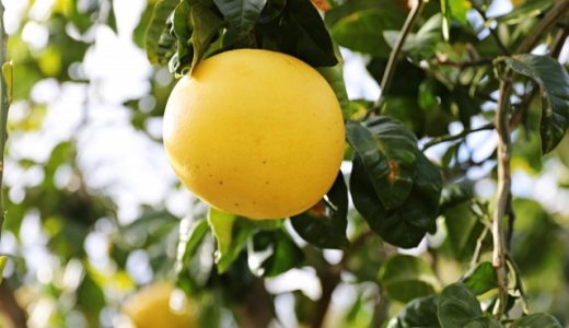 晩白柚とザボンの違いって?綿と皮も食べることができる?文旦との違いは何?
