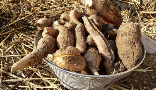 ヤーコンはどんな味?一番美味しい食べ方は?準備や保存方法をご紹介