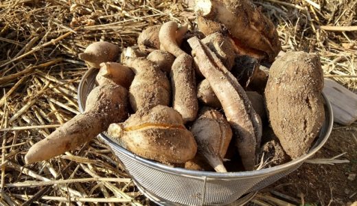 ヤーコンと菊芋の違いとは?形・味・栄養素・効果効能をそれぞれ解説