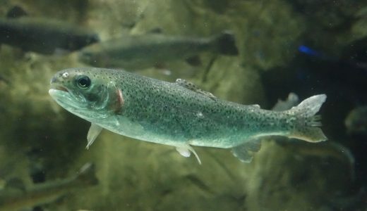 釣ったニジマスの冷凍保存方法｜そのまま冷凍&解凍で翌日塩焼きにも