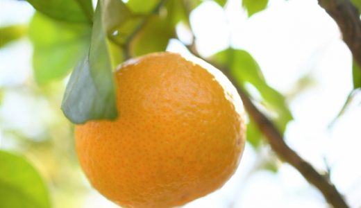 スイートスプリングは追熟すると甘くなる？栄養や効能、育て方も
