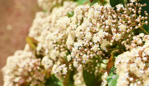 エルダーフラワーは便秘に効く?効能や効果を解説!シロップやサプリ等