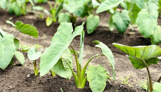 里芋が赤色になる理由は?緑色でも食べていいの? 様々な変色を起こす秘密とは