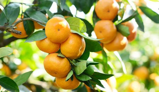 せとかが苦い･酸っぱいけどハズレ?苦味成分･酸味の原因や対処法