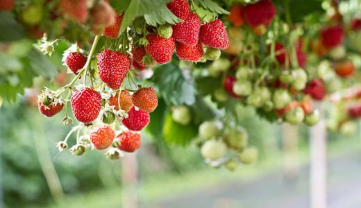 さがほのか･いちごさん･あまおうの違い｜味･糖度･食感･甘さは?