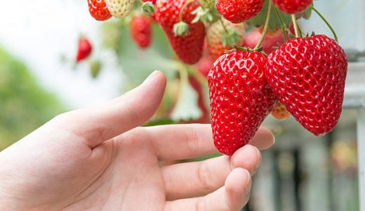 スカイベリーの味はまずい?美味しい?甘さ･糖度･とちおとめとの違い