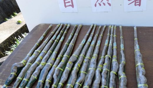 自然薯は腐るとカビ・変色・ピリピリ・酸っぱい！食べるとどうなる？