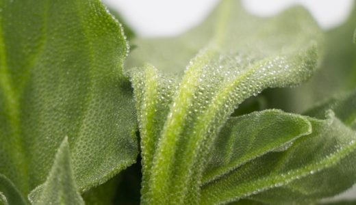 アイスプラントは生食で！赤い部分は食べられる？正しい食べ方は？