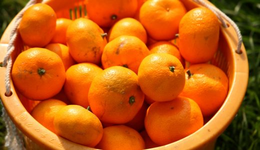 麗紅とせとかの違いは？高級みかんのせとかにまずいという評判が…