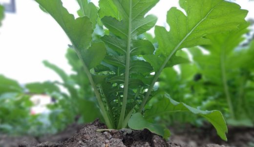 大根の葉の漬物が青臭い原因は？臭みと苦味を抜く簡単な方法を解説
