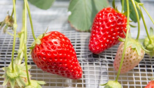 章姫はまずい?人気がない?美味しいものの選び方や栄養素を解説