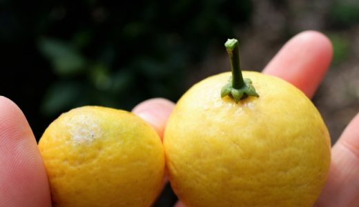 湘南ゴールドは皮ごと食べられる！おいしい食べ方・酸っぱい？甘い？