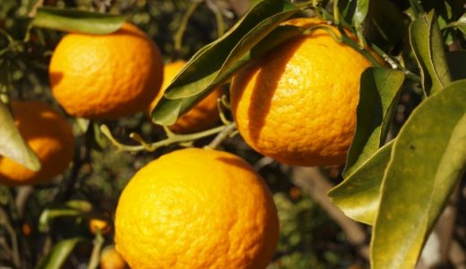 いよかんは甘い？すっぱい？糖度・保存方法・食べごろはいつ？