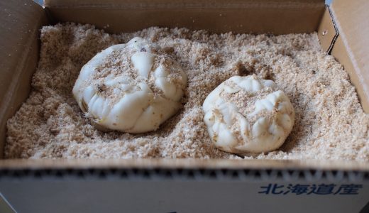 ユリ根の代用4選まとめ｜効能・保存方法・日持ちはどのくらい？
